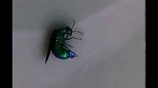 Misteri Kumbang Metalik  Metallic Beetle  Cuckoo Wasp [upl. by Cartwright]