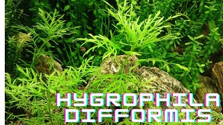 Hygrophila difformis aquarium plants [upl. by Nirhtak306]