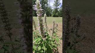 Pollinators Love This Plant agastache bees butterflies pollinators [upl. by Norahc]