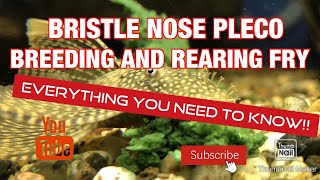 BRISTLE NOSE PLECO BREEDING AND REARING EVERYTHING YOU NEED TO KNOW [upl. by Analla]