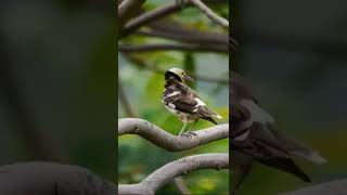 Blackcollared Starling Call birds birdsounds shorts [upl. by Naujek]