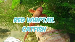 Red Whiptail Catfish or Red Lizard Catfish [upl. by Ytoc319]