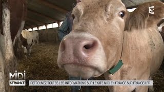 ANIMAUX  Dans le Vercors le fromage est une affaire déleveurs [upl. by Spitzer874]