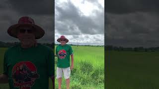 Mauihowey’s VideosGreen AcresThailand style🇹🇭shorts farming recommended [upl. by Gibe750]