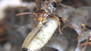 幼虫を捨てるセグロアシナガバチ Paper Wasp Cannibalizing [upl. by Morten291]