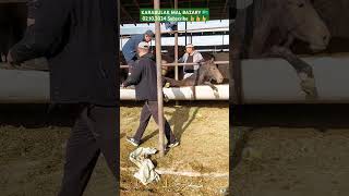 stallion horse equestrain shorts trending video [upl. by Elletnahc310]