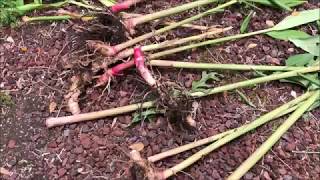 Growing WHITE GINGER LILY  Hedychium Coronarium [upl. by Nyraa919]