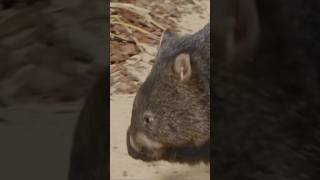 Meet The Wombat Australias Burrowing Marvel [upl. by Roter]