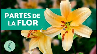 ¿Qué FUNCIÓN tienen los PÉTALOS de una FLOR 🌷 Características y Partes de las Flores [upl. by Artenak]