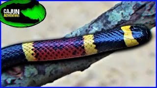 North Americas most VENOMOUS SNAKE  The Coral Snake [upl. by Norrahc]