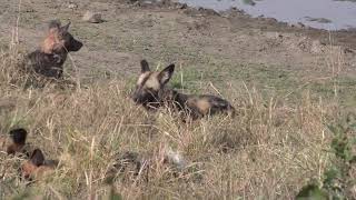 Ulusaba Lodge in 4 K  Kruger Park  South Africa  Rare Wild Dog Sighting  8 September 2023 [upl. by Nowed]