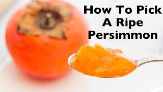 How To Pick A Ripe Persimmon  How To Eat Persimmons Fuyu Hachiya amp American Varieties [upl. by Ripp]