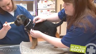 How to Administer Vaccines to Canine Patients [upl. by Mima]