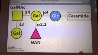 34 Kevin Aherns Biochemistry  Metabolism of Membrane Lipids [upl. by Aidaas]