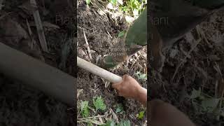 Planting Bamboo plant in Thulung Farm [upl. by Marcoux147]