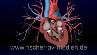 Das Herz  kurz und bündig  3D Animation  Heart  cardiovascula [upl. by Eisac475]