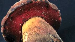 boletus erythropus [upl. by Ogir]