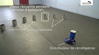 Une odeur spécifique de lépilepsie révélée par des chiens entraînés [upl. by Nynnahs]