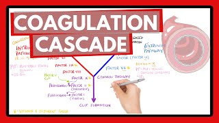 Coagulation Cascade  Easy Way To Remember Intrinsic vs Extrinsic Pathways  PT or PTT [upl. by Eibba]