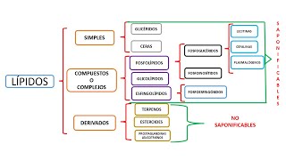 LÍPIDOS CLASIFICACIÓN Y ÁCIDOS GRASOS SATURADOS [upl. by Bailar448]