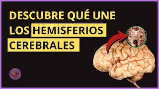 Cómo FUNCIONAN Los Hemisferios Cerebrales  Neuroaprendizaje [upl. by Acsot]