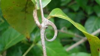 UÑA DE GATO BENEFICIOS SORPRENDENTES MARAVILLOSA PLANTA [upl. by Oliver499]