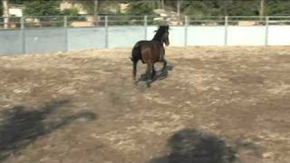 caballos de venta rancho san angelquotsementales y maquilasquot [upl. by Ahsirtak]