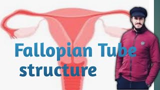 Fallopian tube structure [upl. by Eniliuqcaj]