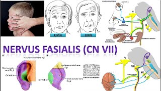 Video 46 Nervus Fasialis CN VII Semua Hal Mengenai Nervus Fasialis [upl. by Dannie]