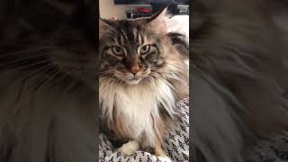 Maine Coons speak [upl. by Bennir206]