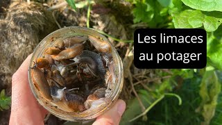 Comment gérer les limaces au jardin [upl. by Nehemiah]