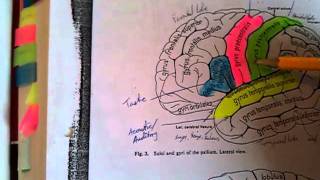 114 Telencephalon surfaces of the cerebrum [upl. by Tnerb]