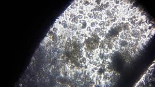 Foldscope video 2 [upl. by Hudson276]