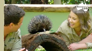 Quality time with an adorable echidna  Australia Zoo Life [upl. by Zachariah]