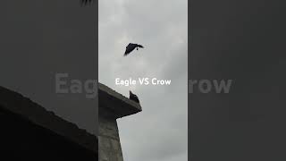 Eagle vs Crow fight short reel [upl. by Nanam]