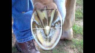 Horse Hoof Trimming Principles provided by eXtension [upl. by Nevag]