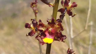 Cyrtopodium paviflorum e muito maismais um passeio na majestosa 🥰natureza orquídeas orquideas [upl. by Ruder]