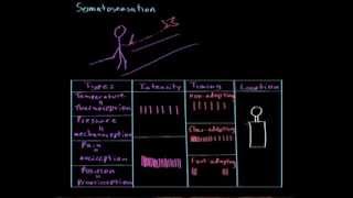 Somatosensation  Processing the Environment  MCAT  Khan Academy [upl. by Marutani]