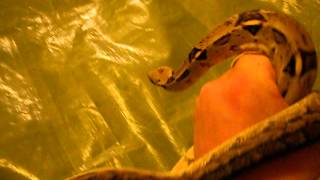 Boa constrictor vs Cuban Boa [upl. by Hogen362]