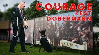 Dobermann Courage test on Champion Cup 2024 [upl. by Ihsorih]