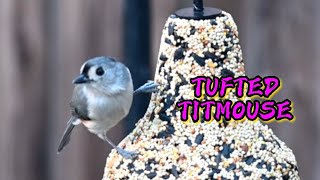 TUFTED TITMOUSE AND HOUSE SPARROW FEEDING [upl. by Vedis389]