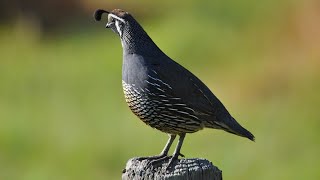 California Quail Sounds  Quail Sounds  California Quail Hunting [upl. by Nylime]