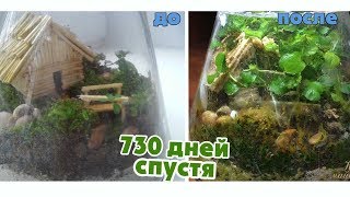 ВЕЧНЫЙ ТЕРРАРИУМ  СПУСТЯ 2 ГОДА 730 дней   ОТКРЫВАЕМ ЧИСТИМ  Eternal terrarium in 2 years [upl. by Schober]