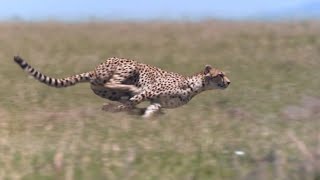 Cheetah  Chase Compilation [upl. by Lowenstern]