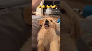 Adorable Golden Retriever Puppy Moments [upl. by Euqina]