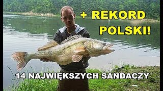 Sandacz rekord Polski  14 największych sandaczy z zeszłego sezonu według WW [upl. by Eustace654]