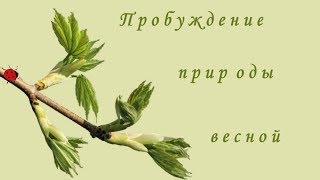 Пробуждение природы весной [upl. by Netsirhc]