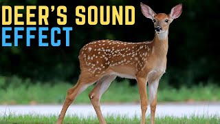 Deer Sound Effect Antelope and Gazelle  Antelope Sounds [upl. by Jarnagin]