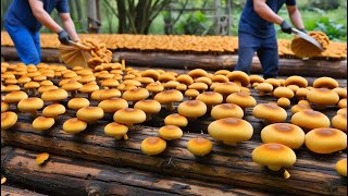 The Magical Journey of Shiitake Mushrooms – From Farm to Table [upl. by Donni918]