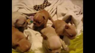 French Bulldog Puppies  4 weeks old  wwwallstarfrenchbulldogscom [upl. by Ion]